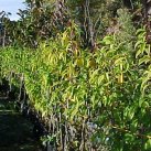 Bigger plants. Cambridge Tree Trust